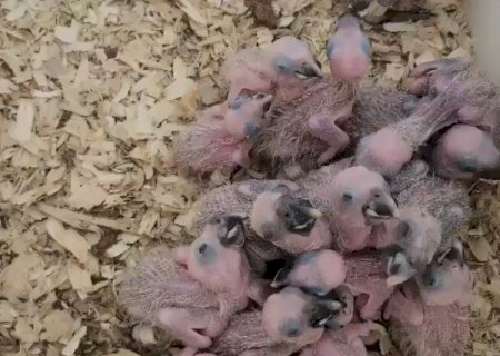 Operação Bocaiúva intensifica fiscalização contra tráfico de animais silvestres em MS