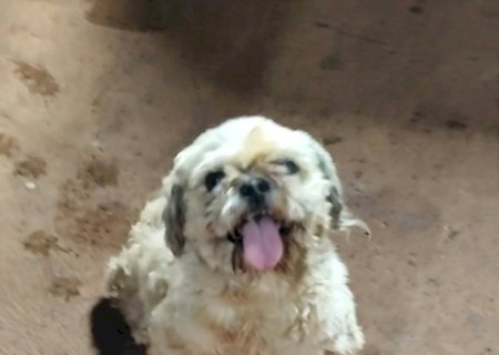 Atenção, moradores de Itaporã! Vamos ajudar este doguinho a voltar para casa. 