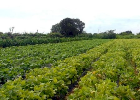 Segurança alimentar e povos indígenas têm R$ 64,3 milhões em crédito