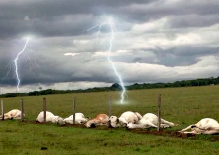 Gado morre durante temporal na zona rural de Glória de Dourados