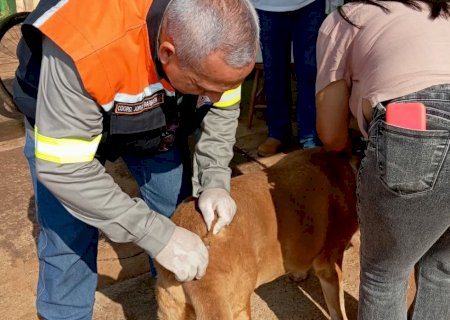 Vigilância Sanitária de Itaporã apresenta balanço da vacinação antirrábica em cães e gatos