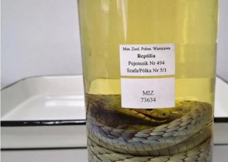 Mamba-verde “fantasma' reaparece após mais de 100 anos