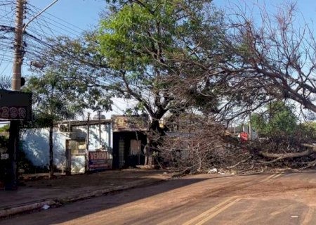 Árvore de grande porte bloqueia cruzamento na Vila Margarida