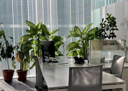 É verdade que plantas dentro de casa purificam o ar?
