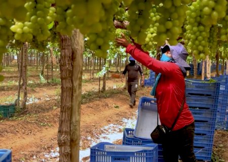 Exploração de trabalhadores rurais sustenta fruticultura bilionária