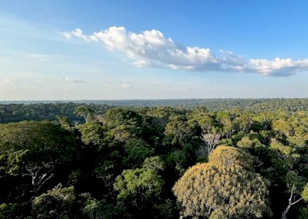 Amazônia e Cerrado evitaram emissões equivalentes às do Japão