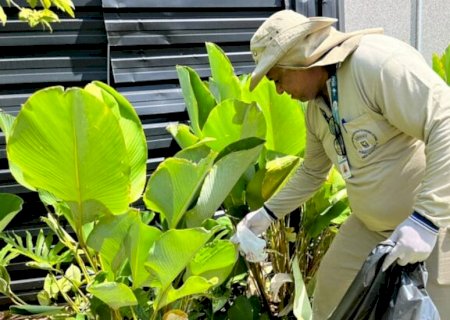 Mato Grosso do Sul registra 10,6 mil casos confirmados de chikungunya neste ano