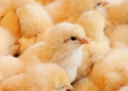 Brasil amplia acesso ao mercado do Sudão com autorização para novos produtos agropecuários