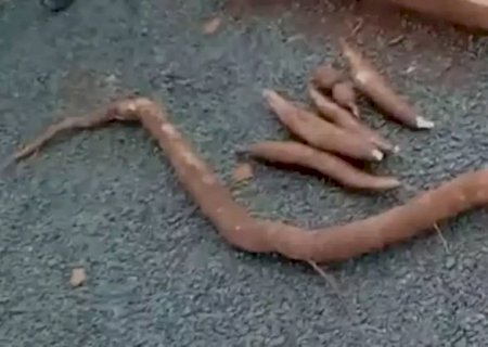 Fina e grande ou pequena e grossa? Serralheiro colhe mandioca de 1,74m em Paraíso das Águas
